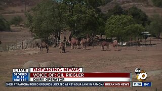 Sawday Fire in Ramona threatens dairy