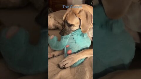 Good bye Miss Ginger! #shorts #dogs #love #shortsvideo