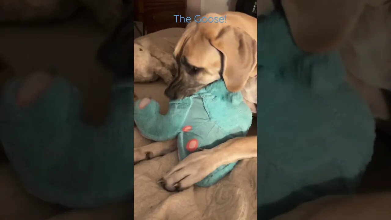Good bye Miss Ginger! #shorts #dogs #love #shortsvideo