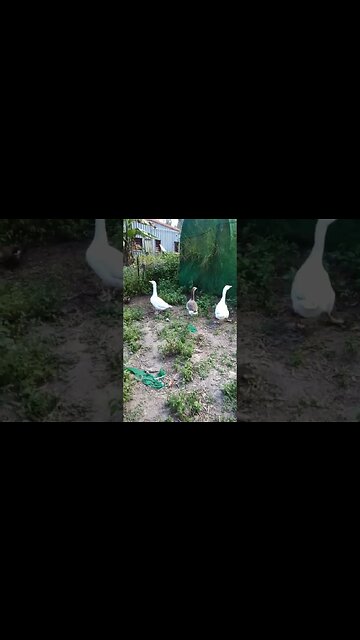 The Geese have decided to look after the ducklings 12th April 2023