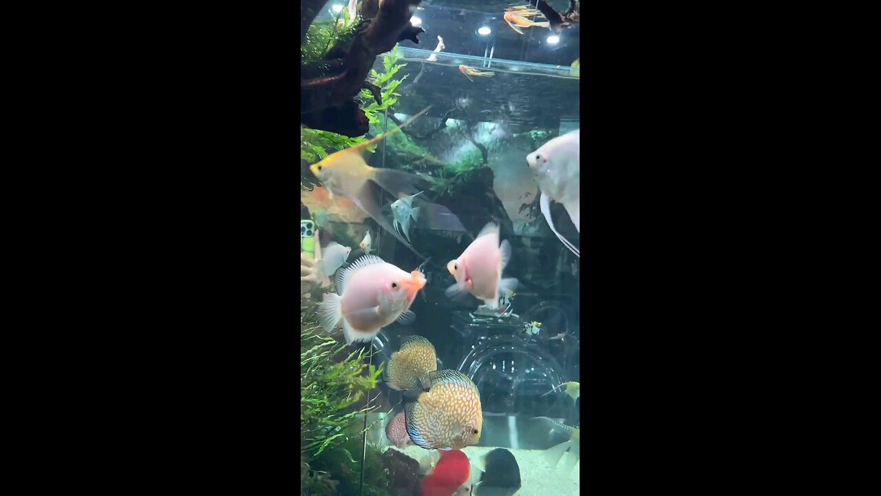 Fish Kissing