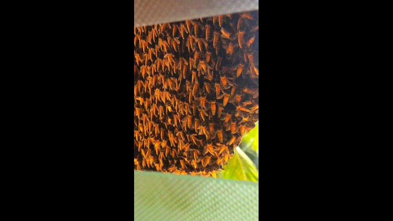 Biggest Bee Hive | Honey bees