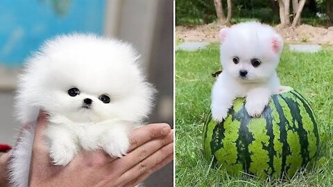 Cute mini pomeranian video 😂 funny and cutest dog ever ,