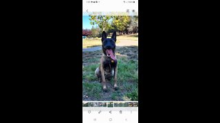 Belgian Malinois at the park