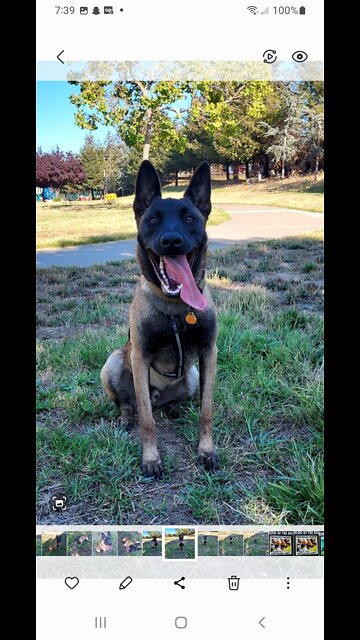 Belgian Malinois at the park