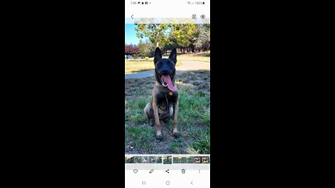 Belgian Malinois at the park