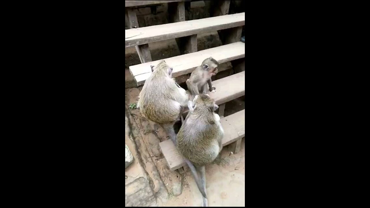 Elder Monkey Teaches it's Young Respect