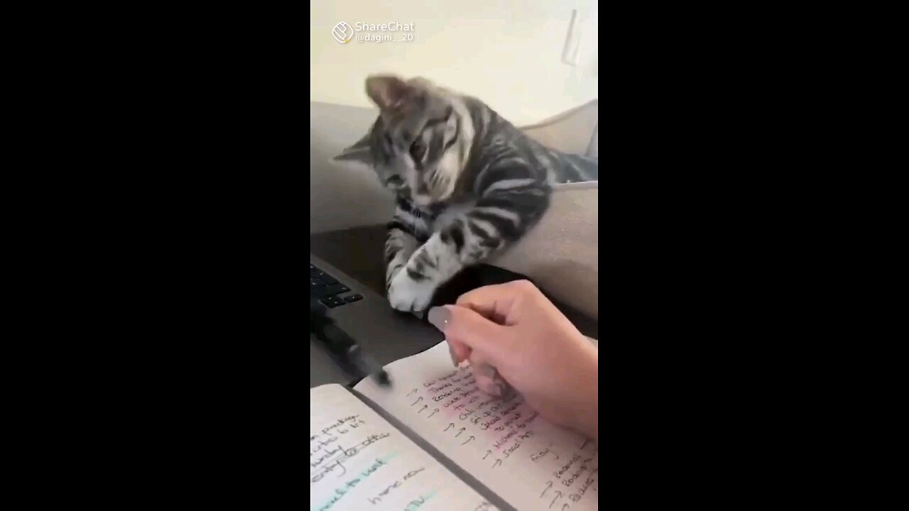Cat Book🤗
