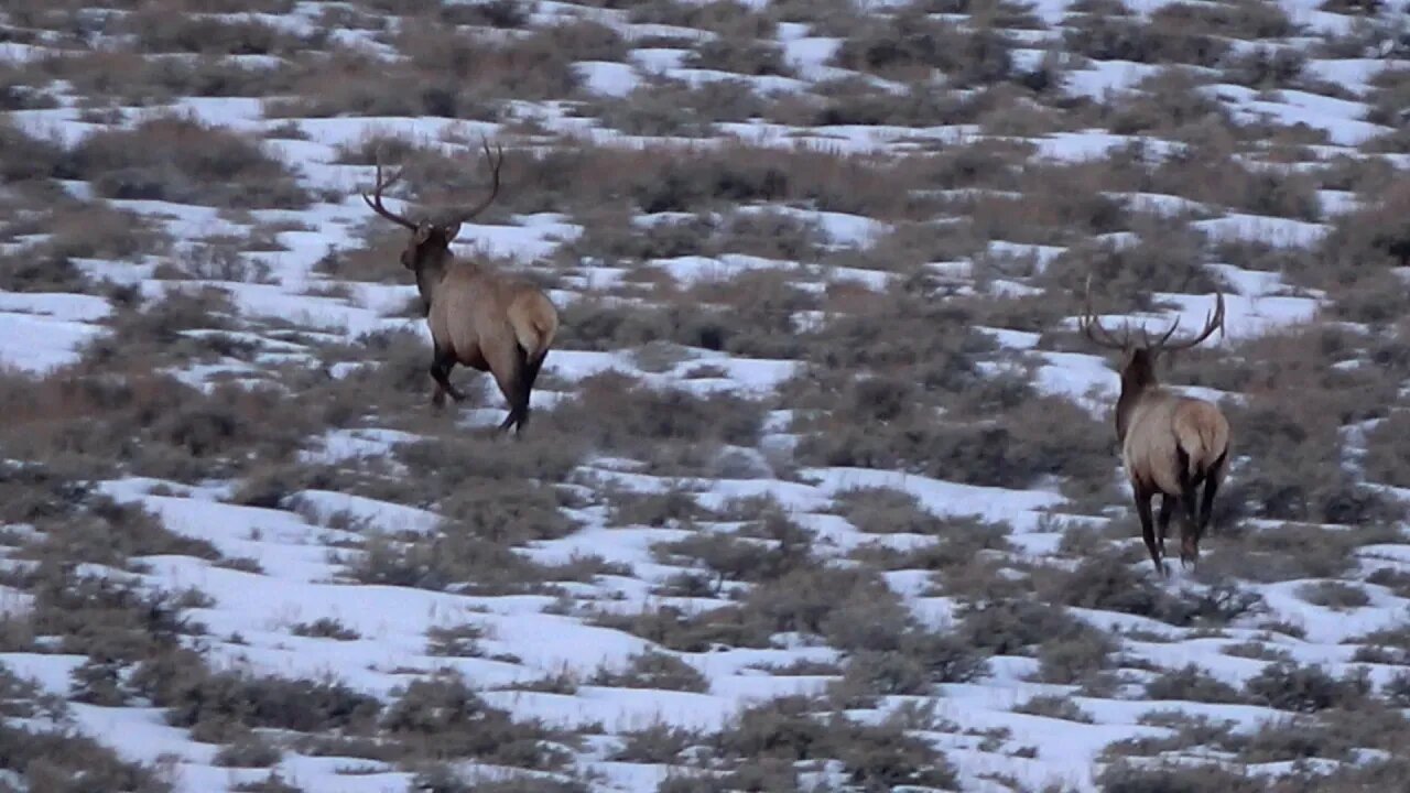 Winter Range Bulls #1 2023 Runnin' with the big boys!