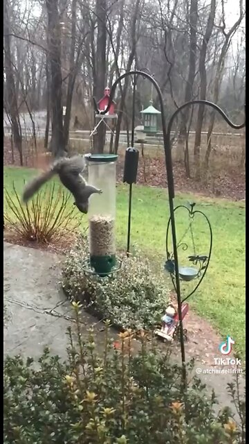 crazy squirrel on a ride getting a snack