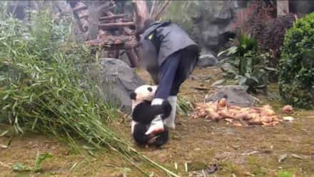 L'adorabile panda intralcia il suo lavoro