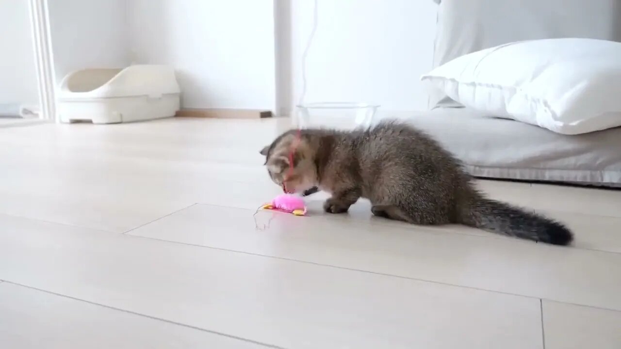 Kitten Kiki's reaction was too cute when I invited her to play with my new toy