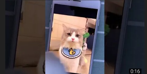 Cute and funny cats shorts