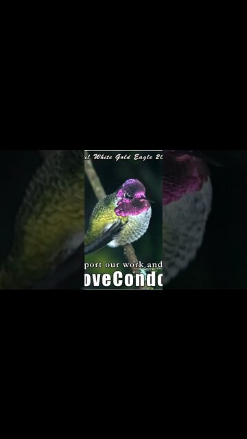 Majestic Cosmic Winged Ones of our Dragon Nations of the New Earth