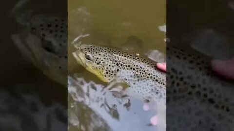 #troutfishing