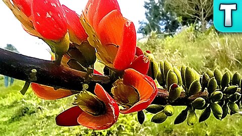 Fruit that Causes Slow Death by Paralysis | Fruits You’ve Never Heard Of