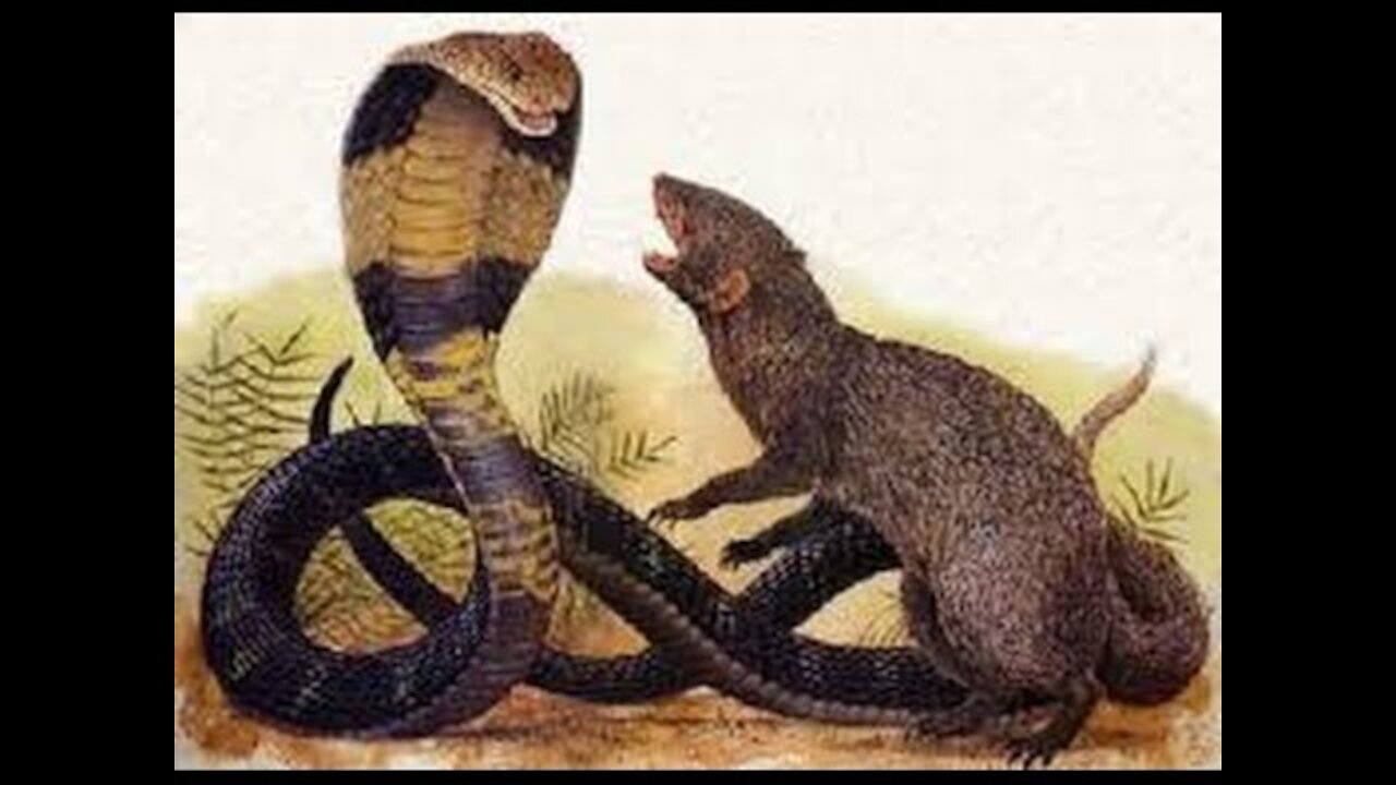 The Mongoose is attacked by a cobra