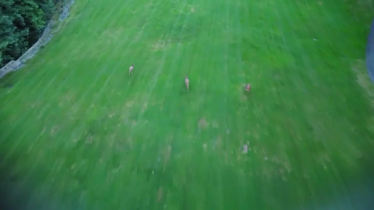 Deer on the course of course