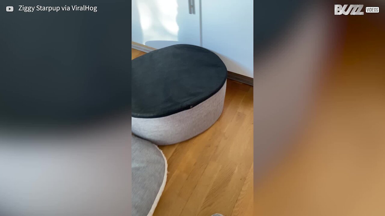 Cachorro prefere a sua cama ao contrário