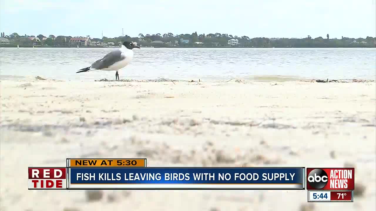 Red Tide still affecting Florida's wildlife as lack of fish leaves loons without food