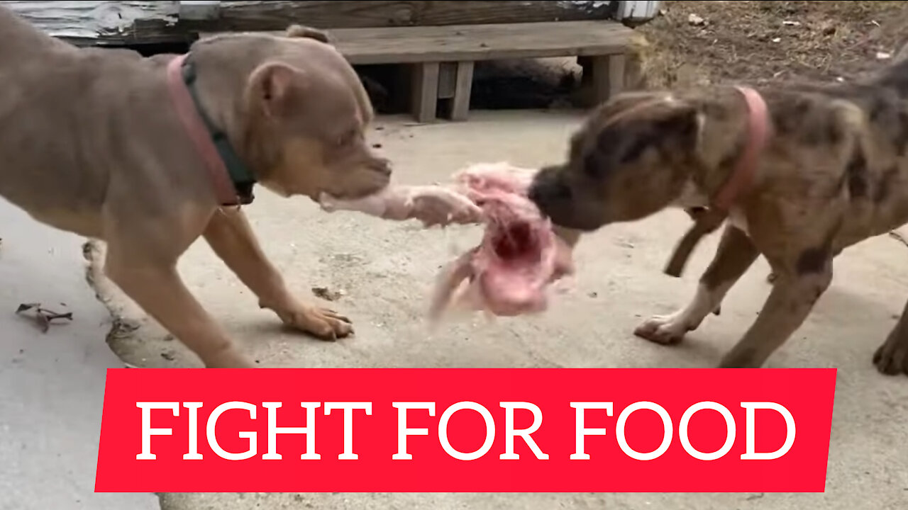 Hungry Pitbulls