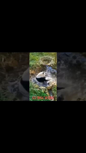 crazy Panda playing water | panda playing Only Multimedia