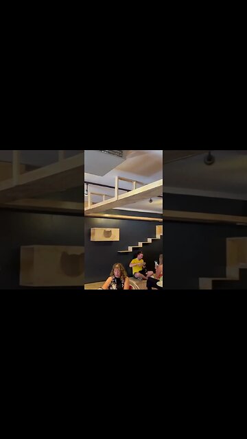 Denver Cat Company pt6 #denver