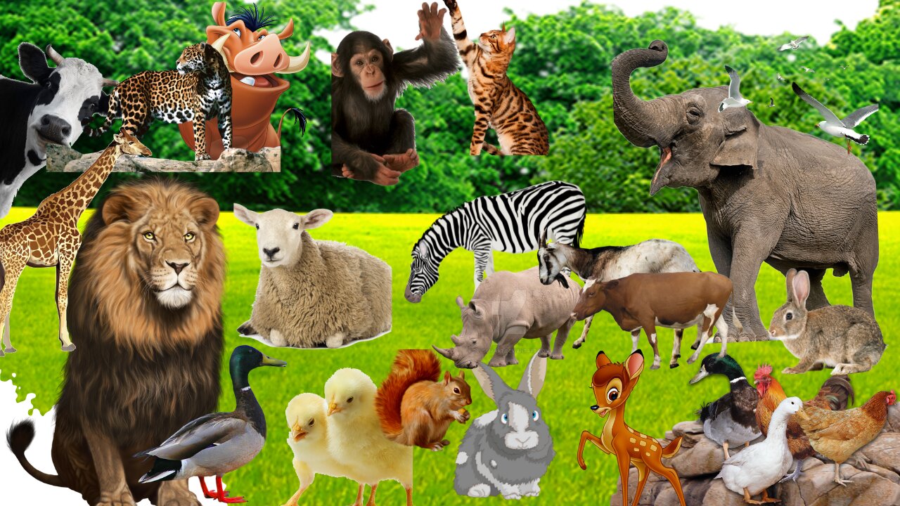 Animals: lion, tiger, cow, elephant, horses, chickens, ducks, peacock, - Animal relaxing 2022