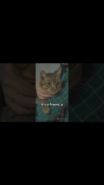 Meet Busta My Imaginary Feline Friend #funny #cartoons #satire