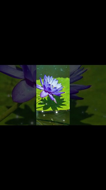 1 Minute Meditation I'M GRATEFUL FOR MY TALENTS #shorts #youtubeshorts #1minutemeditation #zen