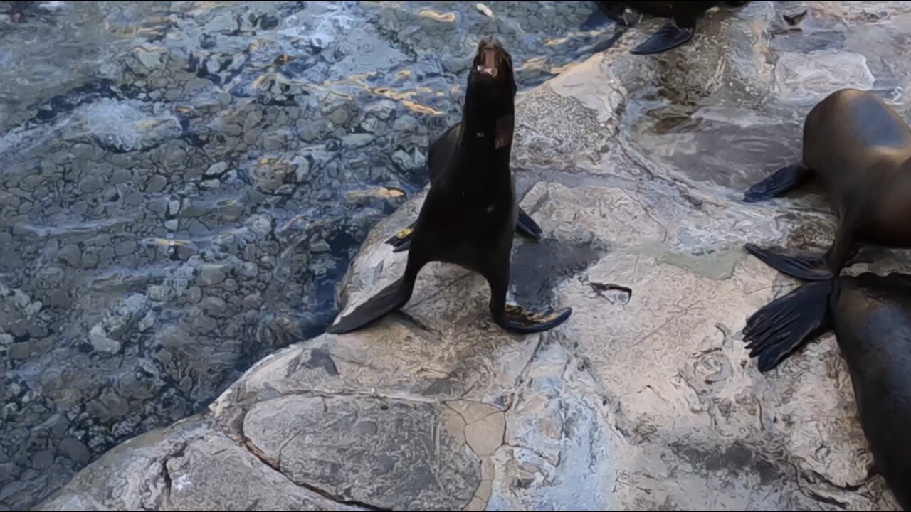 Cute Sea Lion Fumbles Fish it’s Trying to Eat