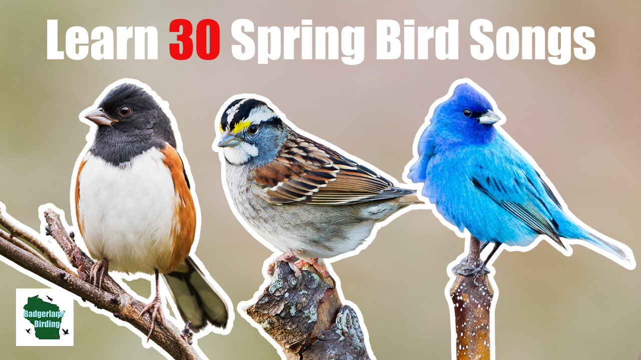 Learn 30 Spring Common Backyard Bird Songs and Calls (Central and Eastern United States)