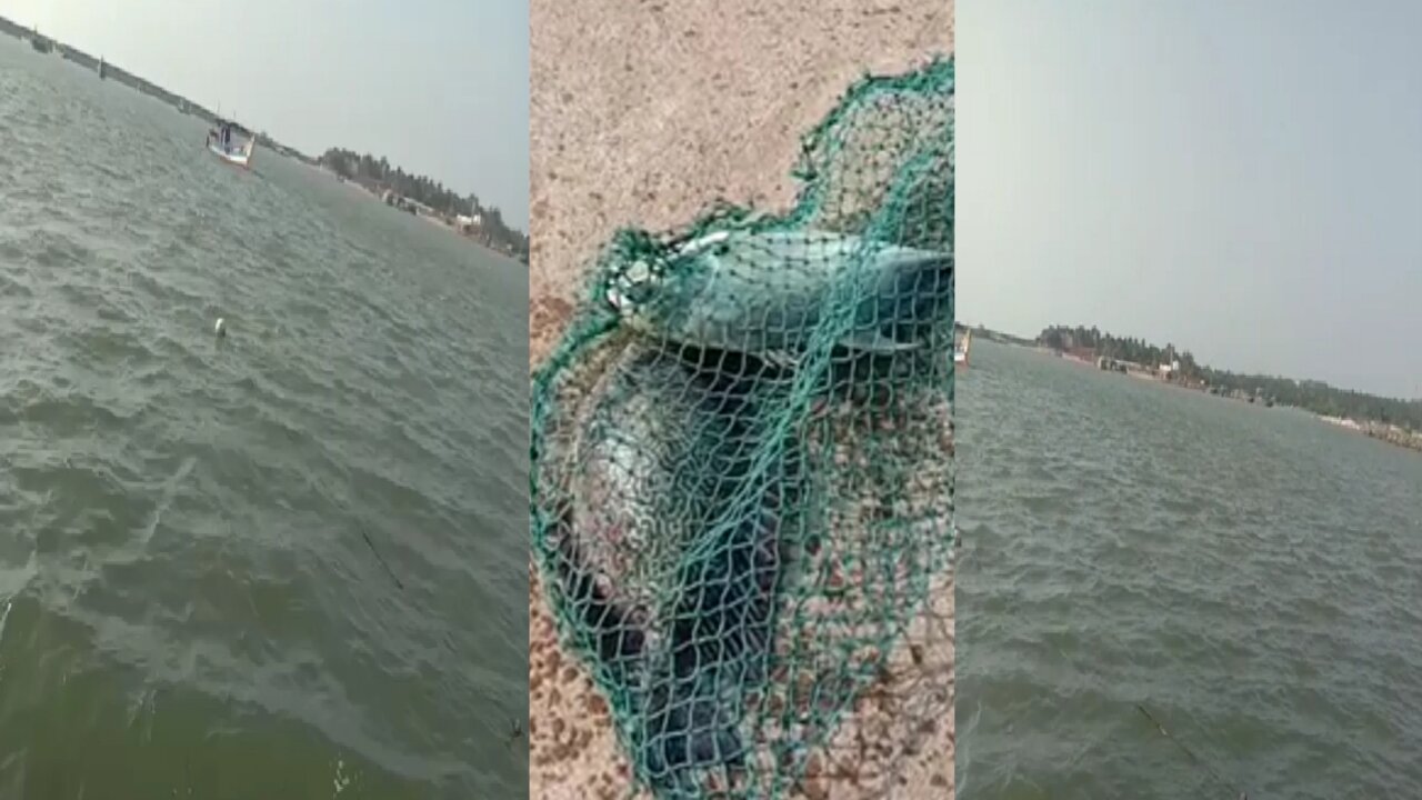 In Indian on the sea and fishe's Shows.