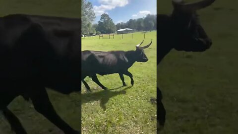 Matriarch Cow when the feed gets dropped. #cow #cows #shorts