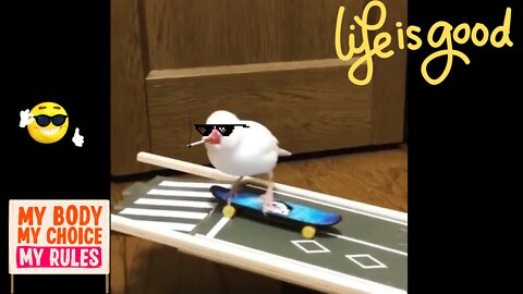 BIRD SKATING!!! THUG LIFE