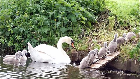 A family of swans