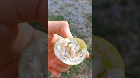 Wild Passionfruit growing on our Homestead