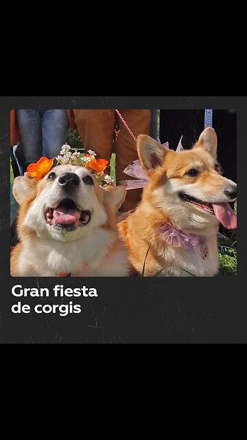 Gran festival de corgis reúne a las mascotas y a sus dueños cerca de Moscú