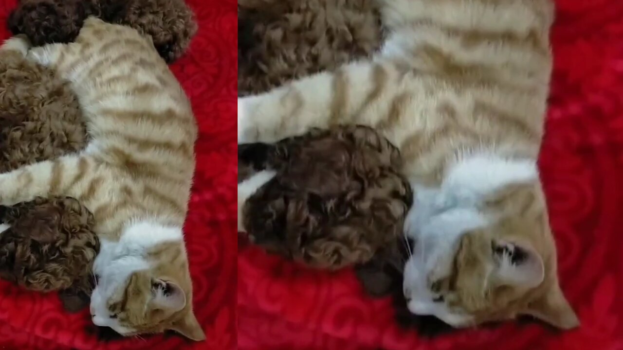 Cat and dog are sleeping together.