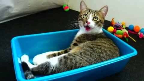 How to Play in a Tray
