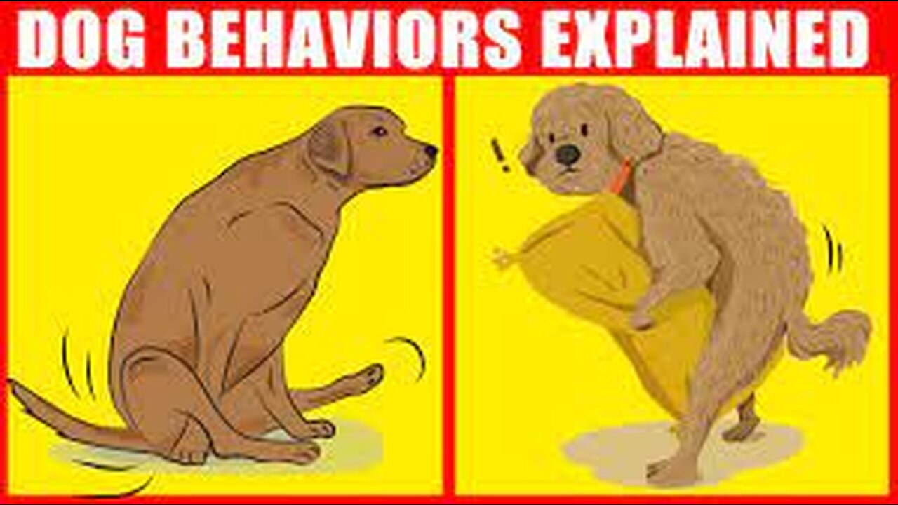 Know Your Dog Behaviour