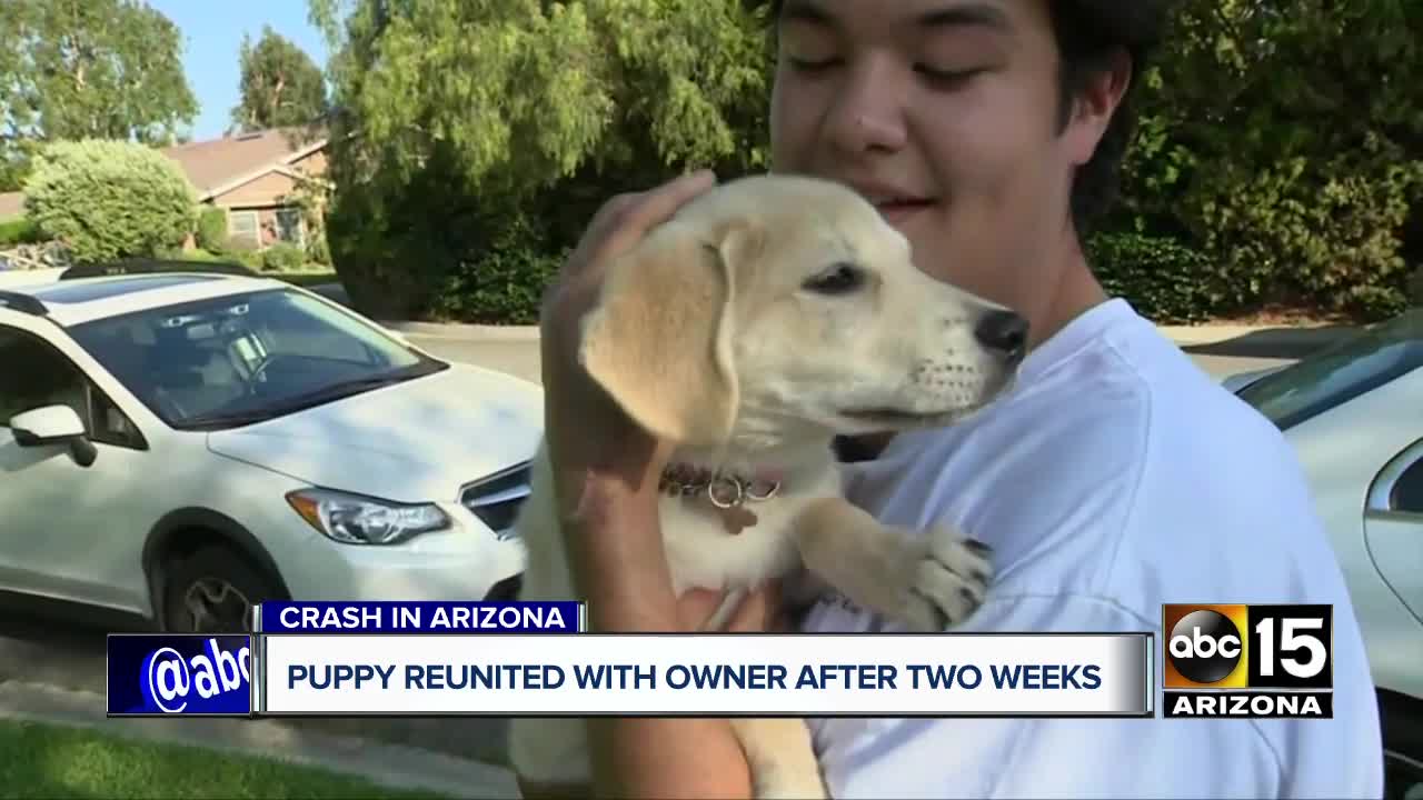 Puppy reunited with owner after two weeks