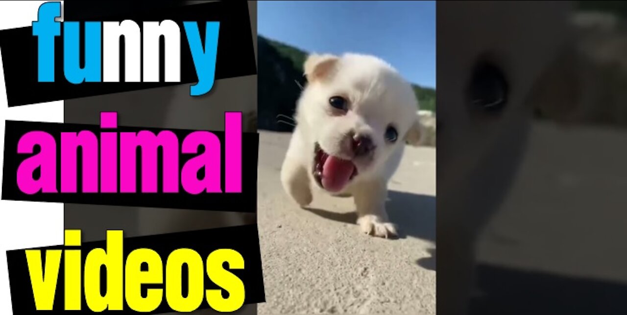 Funny Animal Videos - Awesome Funny Pet Animals | Cute Animals | Super Funny Dog Videos #short video