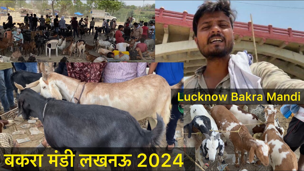 बकरा मंडी लखनऊ 2024 | New Pakka Pull Lucknow Bakra Mandi 2024 | Bakra Eid Special Lucknow Bazaar |