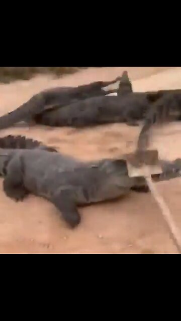 Millions of years of evolution into a perfect predator undone by a shovel.