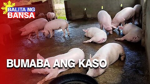 Bilang ng mga probinsya na apektado ng ASF, bumaba na - DA