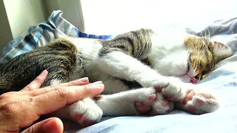 Massage for the Lazy Cat