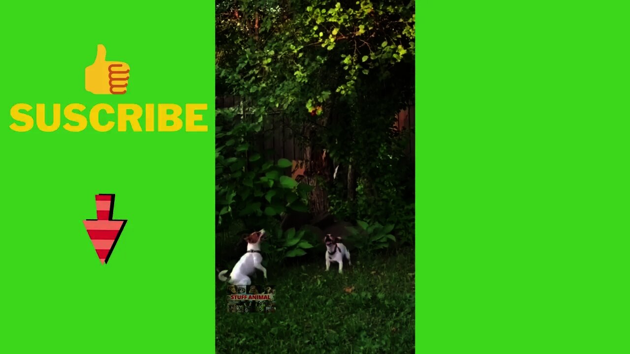 Funny Dogs jumping in a tree to get a treat