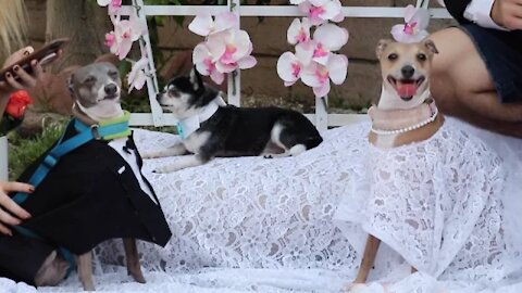 First Time Dog Wedding...