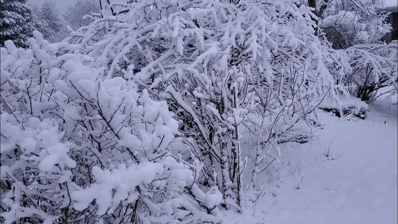 Winter food forest - the beauty of nature floors me